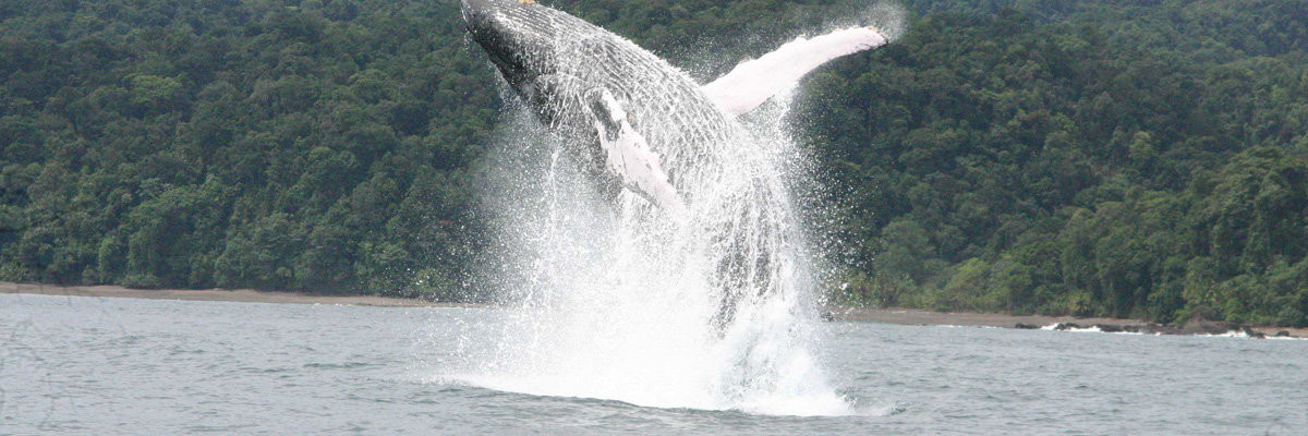 Whale watching in Máncora en Piura